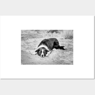 Black and White Border Collie Lying on Ground Posters and Art